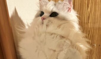 おててないないの中身が最高過ぎた!「おててが毛に埋もれてる~」「収納が上手」