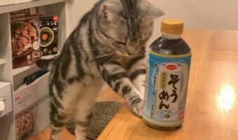 今日のお昼はそうめんに決まり!?猛暑日にネコがめんつゆを差し出してきた!!「そうめん食べたくなりました」「喜んで作らさせていただきます!」