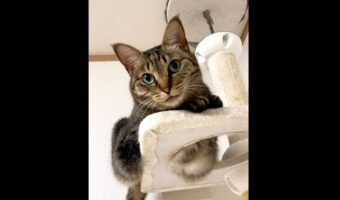 ネコのはみ出たお腹を触ろうとすると・・しっかり防御する様子が話題に！「これは触りたくなる」「お腹は魅力的」