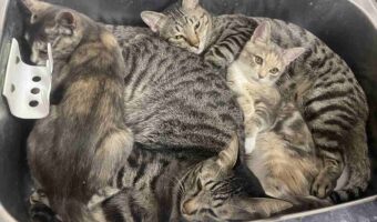 ネコたちが流し台の中にぎゅ~~!ネコ鍋ならぬネコシンクが話題に「ひんやりして気持ちいいんだろうねぇ」