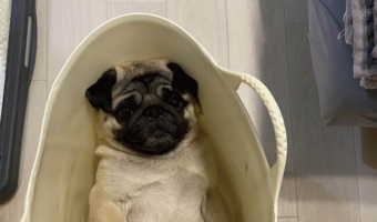 洗濯カゴの中にパグがいる！？ゆったりくつろぐ姿が話題に「ピッタリサイズ感」「かわいさ全開」