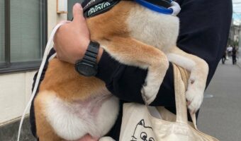 おさんぽの終盤。柴犬はだっこしてもらった途端、元気を取り戻した!?「おめめキラキラ」「柴犬あるあるですね」
