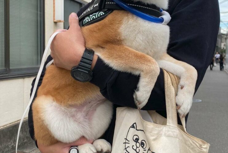 おさんぽの終盤。柴犬はだっこしてもらった途端、元気を取り戻した！？「おめめキラキラ」「柴犬あるあるですね」