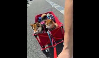 混合ダブルスによる柴ドリルのお披露目が話題に!「これは芸術点高い」「同じタイミングでドリルするのかわいい」