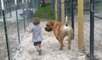 かわいい妹の面倒を見ている感覚？幼い女の子に紳士的な態度で接するボーアボールが話題！【アメリカ・動画】