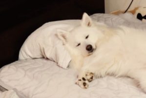 寝る場所を取られた！？枕の使い方が上手な日本スピッツにいっそ感心！