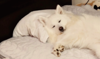 寝る場所を取られた！？枕の使い方が上手な日本スピッツにいっそ感心！