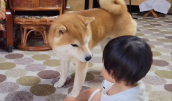 泣いてる1歳児を笑顔にさせる柴犬が話題に!「あやし方も優しくて上手」「ワンちゃんセラピーは赤ちゃんにも有効ですね」