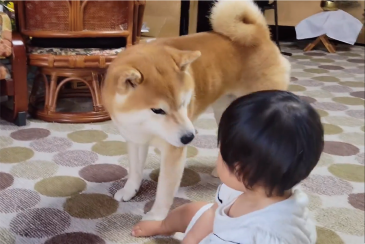 泣いてる1歳児を笑顔にさせる柴犬が話題に！「あやし方も優しくて上手」「ワンちゃんセラピーは赤ちゃんにも有効ですね」