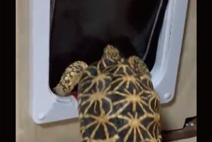 「猫の手も借りたい」どころか、ホントに貸してもらってる！？ペットドアで奮闘するカメに救いの手！！