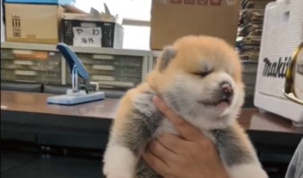 かわいすぎる!秋田犬の子犬のあくびに「ずっと抱っこしていられる」「体つきがコロンコロン」