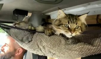 キャンピングカーに乗って旅行へ出発!子猫たちの座席は・・ハンモック!?【海外・動画】