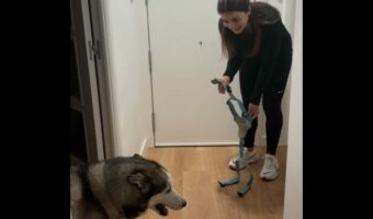 「ジョギングは嫌!」おさんぽには行きたいハスキー犬の素直なリアクションがかわいい【海外・動画】