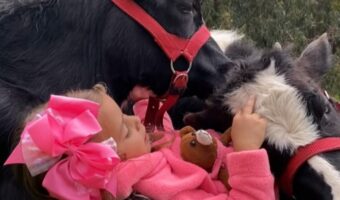 野原に寝転ぶ女の子とウシたち。ウシたちは女の子の歌声をうっとり聞き入ってる！【海外・動画】