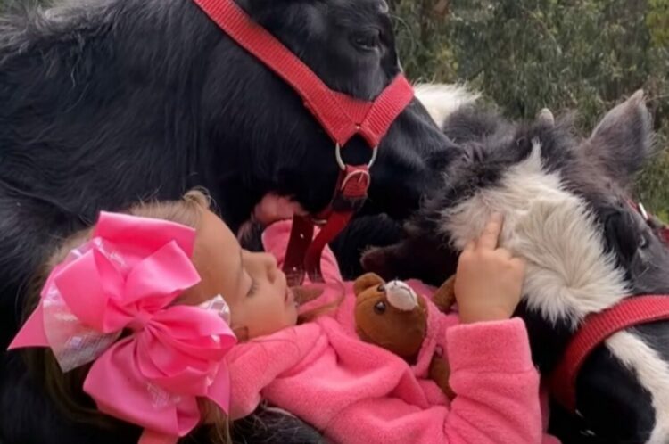 野原に寝転ぶ女の子とウシたち。ウシたちは女の子の歌声をうっとり聞き入ってる！【海外・動画】