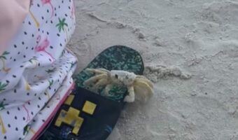 ビーチにいたカニが身を隠すため穴に潜っていく・・って、そこは違うよ！【アメリカ・動画】
