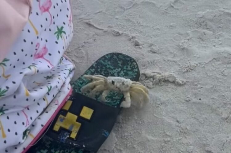 ビーチにいたカニが身を隠すため穴に潜っていく・・って、そこは違うよ！【アメリカ・動画】