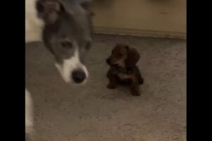 元気すぎる子犬にタジタジ！体格差のある2匹が見せたやり取りが微笑ましい【アメリカ・動画】