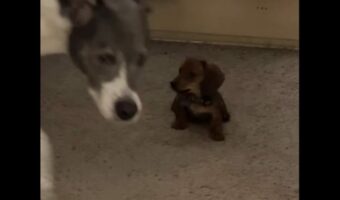 元気すぎる子犬にタジタジ!体格差のある2匹が見せたやり取りが微笑ましい【アメリカ・動画】