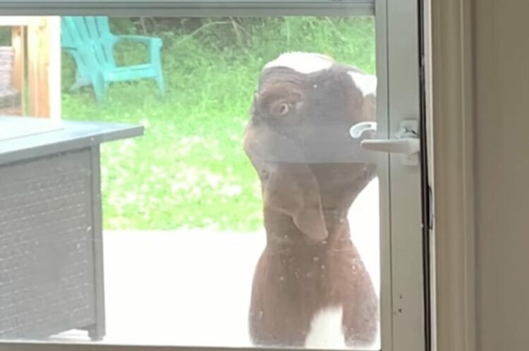 お家に入りたいの？と思ったら・・ヤギが器用に口を使ってドアを開けた！？【アメリカ・動画】
