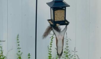 どうしてこうなった！？リスがバードフィーダーで宙ぶらりん【アメリカ・動画】