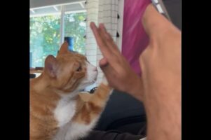 ネコが特技のハイタッチを披露！ご褒美にナデナデしてもらえて嬉しそう～！【アメリカ・動画】
