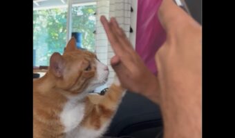 ネコが特技のハイタッチを披露！ご褒美にナデナデしてもらえて嬉しそう～！【アメリカ・動画】