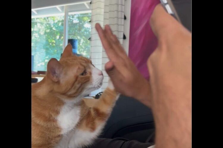 ネコが特技のハイタッチを披露！ご褒美にナデナデしてもらえて嬉しそう～！【アメリカ・動画】