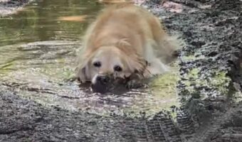 水たまりを見つけたら入りたい！ゴールデンレトリバーは泥の中に迷わずゴロン！！【海外・動画】