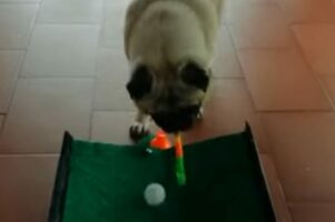 パグの特技はゴルフ！？オモチャのパターで見事にカップイン！！【海外・動画】