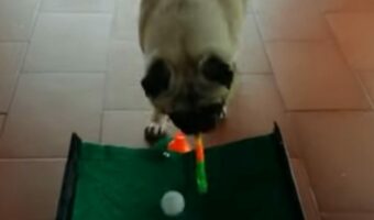 パグの特技はゴルフ！？オモチャのパターで見事にカップイン！！【海外・動画】