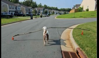 意気揚々と歩くイヌ。その口には超ロングサイズな木の枝が!【アメリカ・動画】