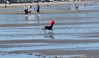 驚異のバランス感覚！フレンチブルドッグがボールを使った特技を披露！！【アメリカ・動画】