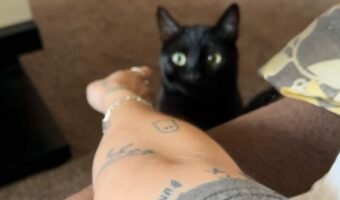 そばにはいたいけど・・ナデナデはお断り！ネコのリアクションが実にネコらしい【アメリカ・動画】