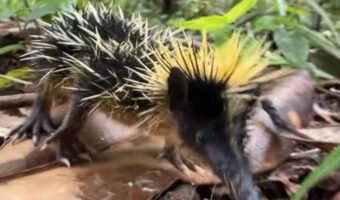 マダガスカルで珍獣と出会った~!全身が黄色と黒の縞模様の体はヒマワリみたい!!【海外・動画】