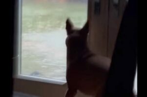 停電にビクっ！？どしゃぶりの雨を眺めていたイヌは突然のハプニングにビックリ！【アメリカ・動画】