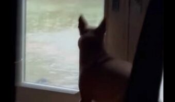 停電にビクっ！？どしゃぶりの雨を眺めていたイヌは突然のハプニングにビックリ！【アメリカ・動画】