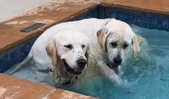 無意識のとおせんぼ?プールで泳ぎたいゴールデンレトリバーの行く手を阻む手・・体が!!【アメリカ・動画】