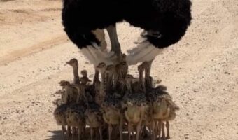 みんなで日陰に避難!ソマリアダチョウのヒナが涼んでいる場所は・・親鳥の影!?【海外・動画】
