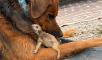 子犬とプレーリードッグがわちゃわちゃ!仲睦まじいやり取りにほっこり!【アメリカ・動画】