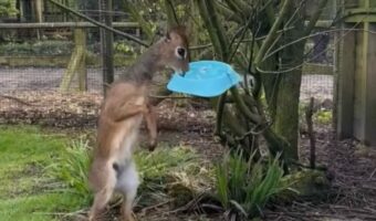 バードフィーダーからごはんを失敬したディクディク。ところがコントのようなオチが!【海外・動画】