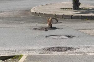 「窮鼠猫を噛む」とはこのこと！ネコとネズミの立場が逆転した光景に『あの作品』を思い出した人も