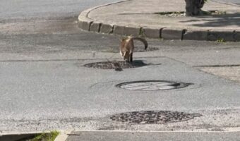 「窮鼠猫を噛む」とはこのこと!ネコとネズミの立場が逆転した光景に『あの作品』を思い出した人も