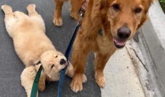 地面にべたーと張り付つゴールデンレトリバーの子犬。歩く気も見せず動かない様子がかわいい!【アメリカ・動画】
