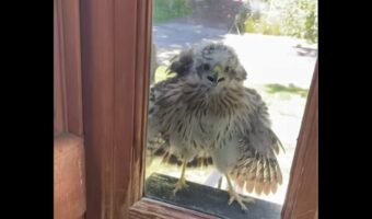 意外な訪問客。「ごめんください」とばかりに窓越しに家の中を覗くのはだぁれ？？【アメリカ・動画】