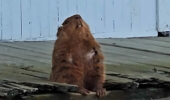ZENを知っている?民家の軒下で瞑想している動物の姿に驚き!!【アメリカ・動画】