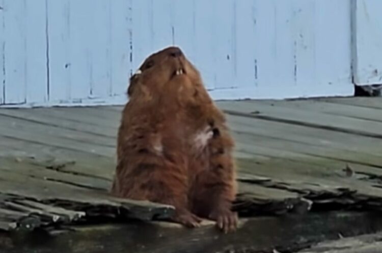 ZENを知っている？民家の軒下で瞑想している動物の姿に驚き！！【アメリカ・動画】