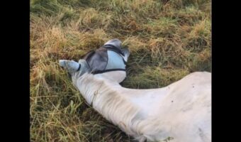 寝たままウマウマ。馬が横になってお昼寝していると思ったら・・口が動いている!?【海外・動画】