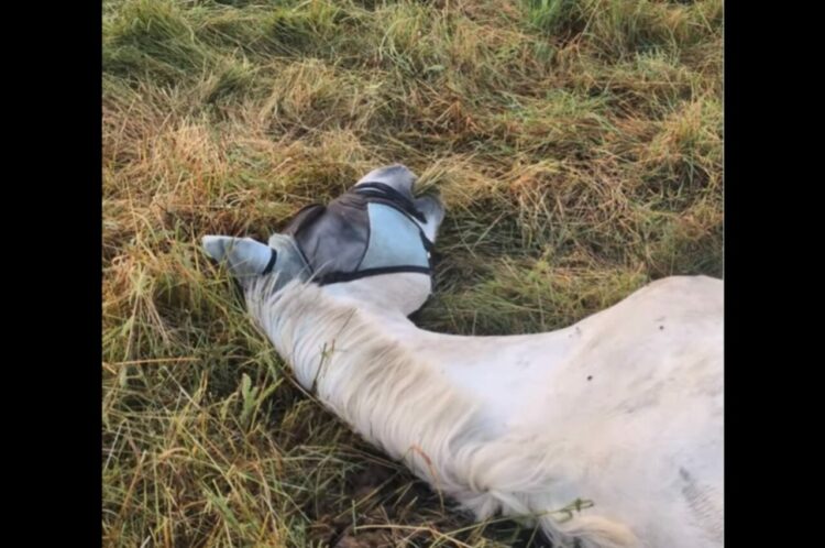 寝たままウマウマ。馬が横になってお昼寝していると思ったら・・口が動いている！？【海外・動画】