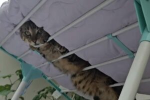 ️これは二度見してしまう。驚きのネコのくつろぎスポット【海外・動画】